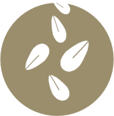 Sesamo